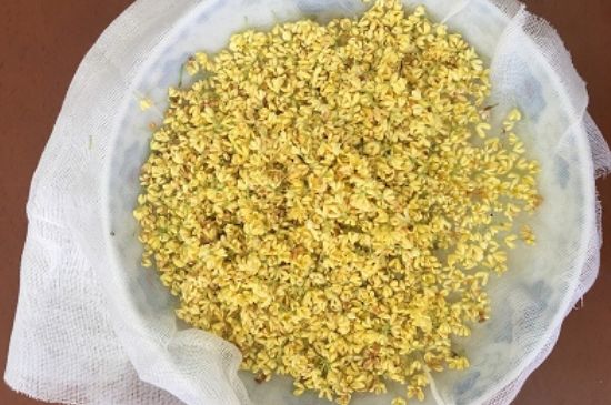 干桂花茶的制作方法，怎樣自制桂花茶？