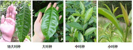 摘茶葉最快的方法，采摘茶葉怎么才能快？