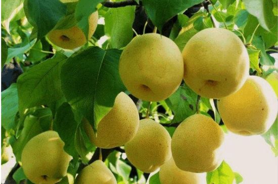 一把真正的本山綠泥壺最低多少錢，什么價格能買到本山綠泥紫砂壺？