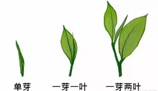 摘茶葉最快的方法，采摘茶葉怎么才能快？