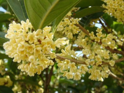 桂花泡茶禁忌，桂花泡水喝的9大禁忌