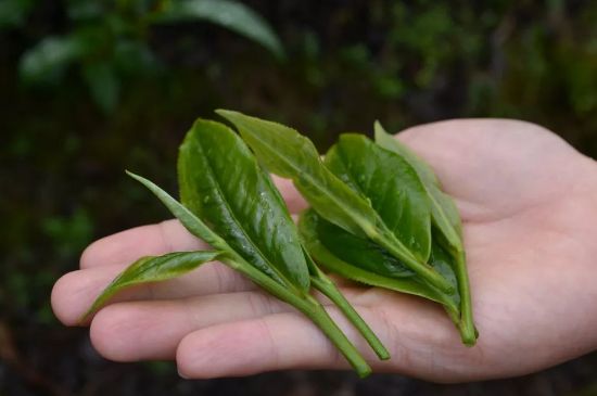 單樅茶什么季節(jié)最好喝，鳳凰單叢茶春茶好還是秋茶好？