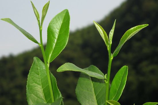 單樅茶什么季節(jié)最好喝，鳳凰單叢茶春茶好還是秋茶好？