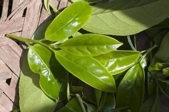 鴨屎香茶哪些人不能飲，什么人不能喝鴨屎香