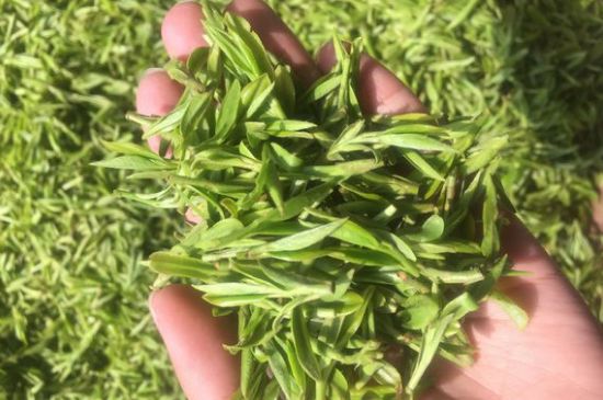 龍井好喝還是毛尖好喝，綠茶是龍井好還是毛尖好？