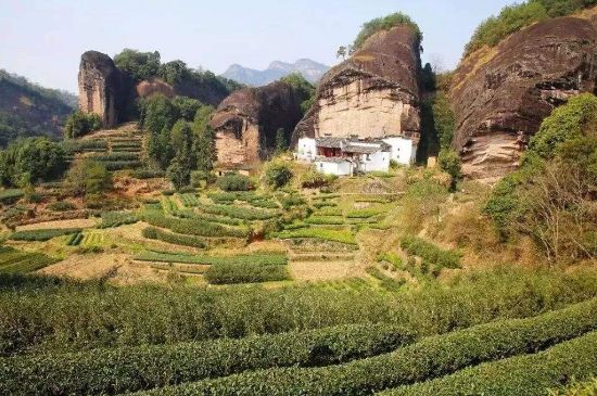馬頭巖肉桂是大紅袍嗎，大紅袍肉桂屬于什么茶？