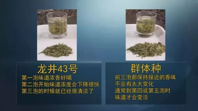 龍井群體種和43號的區(qū)別圖片，龍井43和群體種哪個好喝？