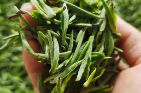 金壇雀舌算不算好茶，金壇雀舌屬于什么檔次茶葉？
