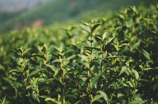 龍井是明前的好還是雨前的好，明前茶和雨前茶哪個(gè)好喝？