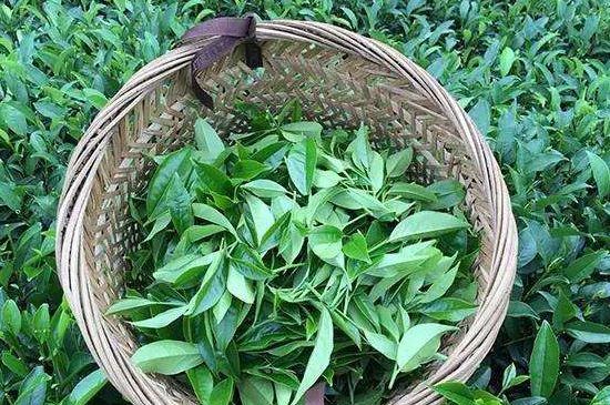 鴨屎香單叢雪片茶的特點，鳳凰雪片茶有什么特點？