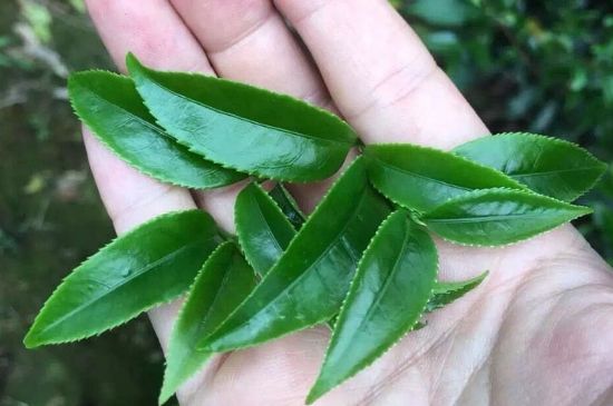 鋸朵仔跟鴨屎香哪個貴，鋸朵子和鴨屎香哪個好喝？
