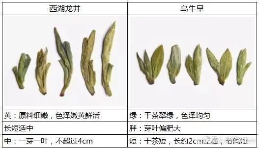 烏牛早和龍井的區(qū)別圖片，龍井43號(hào)和烏牛早茶的對(duì)比