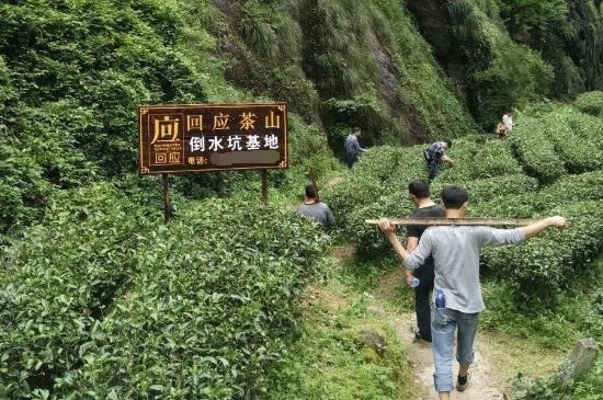 300塊錢的金駿眉能喝嗎，兩三百多金駿眉和一千多區(qū)別