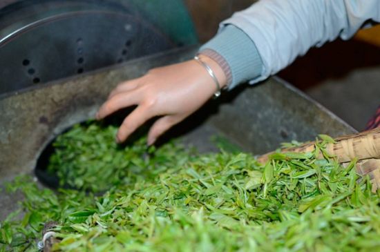 雀舌有一股青草味，雀舌為什么有青草味？