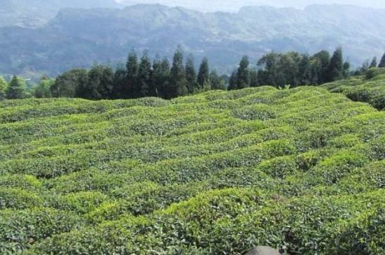 蒙頂山茶種類，蒙頂山哪種茶好？