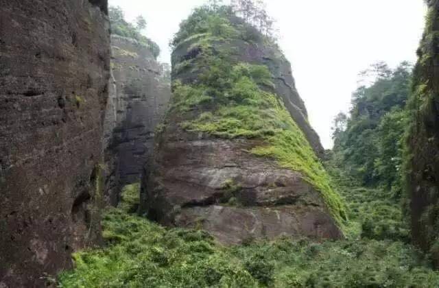武夷山為什么盛產茶葉，武夷山茶為什么好喝？