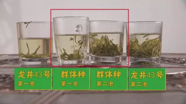龍井群體種和43號的區(qū)別圖片，龍井43和群體種哪個好喝？