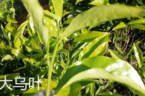 鴨屎香和大烏葉是同一種茶葉嗎，單叢大烏葉和鴨屎香有什么區(qū)別？