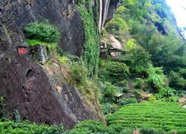 武夷山為什么盛產茶葉，武夷山茶為什么好喝？