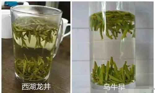 烏牛早和龍井的區(qū)別圖片，龍井43號(hào)和烏牛早茶的對(duì)比