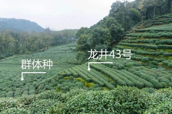 43號(hào)龍井屬于好茶嗎，龍井茶43號(hào)是什么意思？