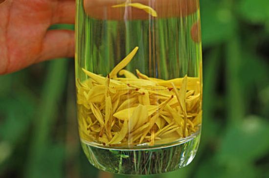 茶中奇葩黃金芽，安吉白茶中黃金芽的特點