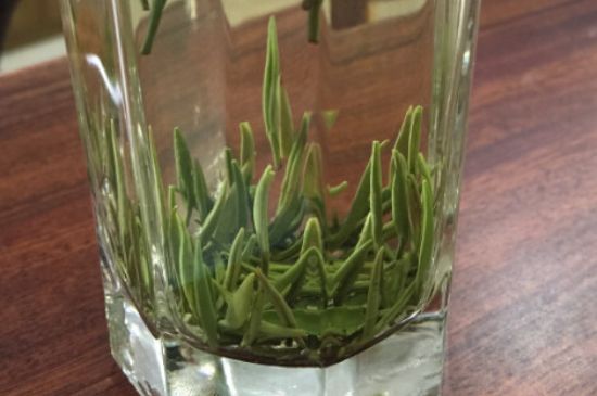 竹葉青和雀舌哪個貴，竹葉青茶貴嗎？