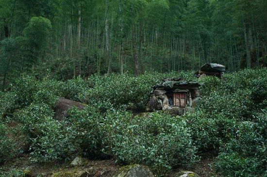 300塊錢的金駿眉能喝嗎，兩三百多金駿眉和一千多區(qū)別