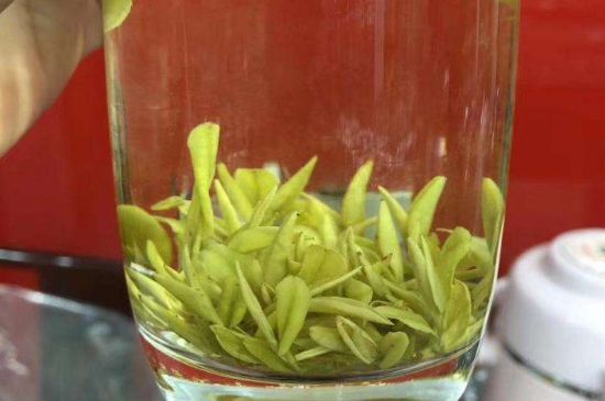 茶中奇葩黃金芽，安吉白茶中黃金芽的特點