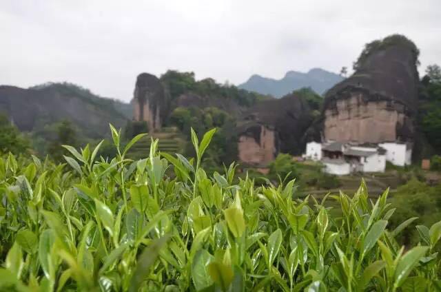 武夷山為什么盛產茶葉，武夷山茶為什么好喝？