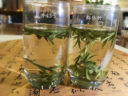 烏牛早和龍井的區(qū)別圖片，龍井43號(hào)和烏牛早茶的對(duì)比