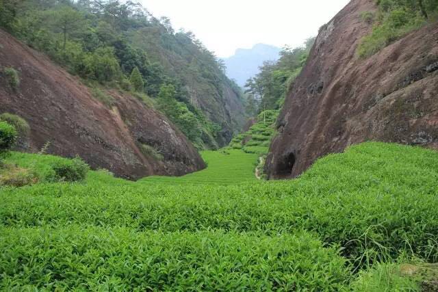 武夷山為什么盛產茶葉，武夷山茶為什么好喝？