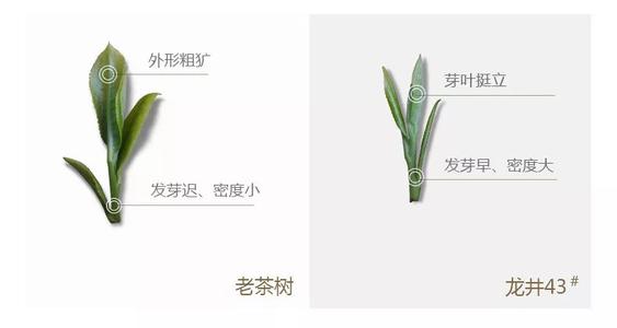 43號(hào)龍井屬于好茶嗎，龍井茶43號(hào)是什么意思？