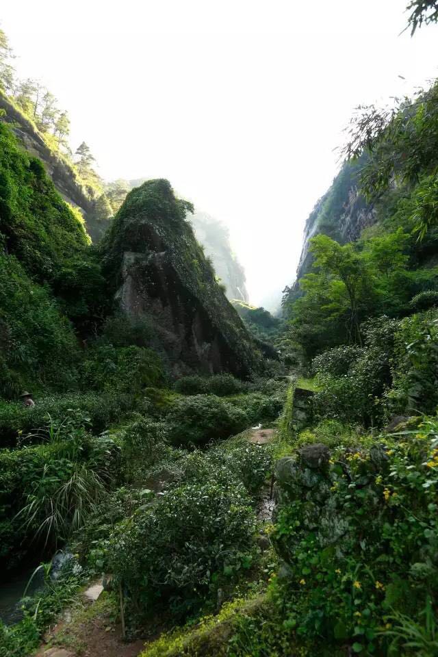 武夷山為什么盛產茶葉，武夷山茶為什么好喝？