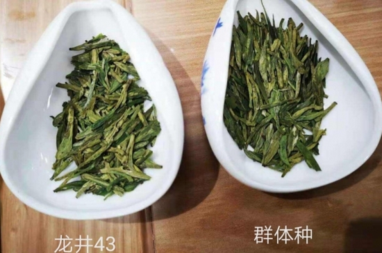 43號(hào)龍井屬于好茶嗎，龍井茶43號(hào)是什么意思？