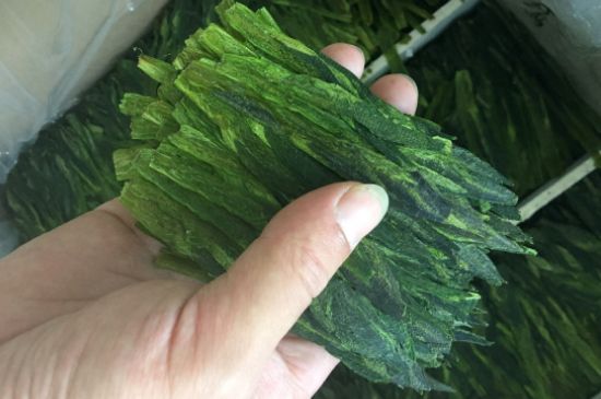 什么綠茶味道濃香，那個綠茶比較濃香？