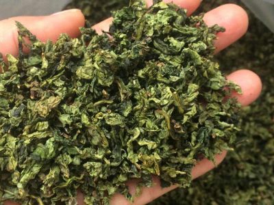 鐵觀音毛茶茶?？梢耘菟葐幔F觀音帶梗是不是好茶？