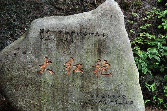 母樹(shù)大紅袍給誰(shuí)喝了，為什么母樹(shù)大紅袍叫三棵六株？