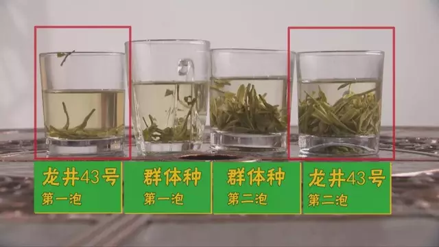 烏牛早和龍井的區(qū)別圖片，龍井43號(hào)和烏牛早茶的對(duì)比
