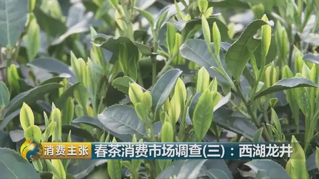 龍井群體種和43號的區(qū)別圖片，龍井43和群體種哪個好喝？