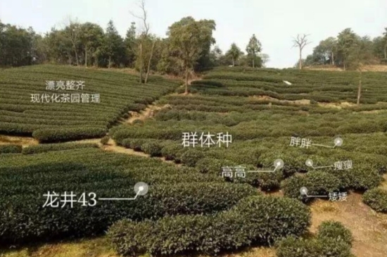 43號(hào)龍井屬于好茶嗎，龍井茶43號(hào)是什么意思？