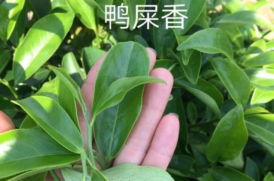 鴨屎香和大烏葉是同一種茶葉嗎，單叢大烏葉和鴨屎香有什么區(qū)別？