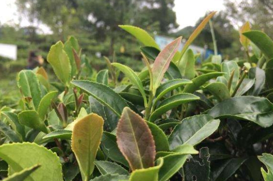 43號(hào)龍井屬于好茶嗎，龍井茶43號(hào)是什么意思？