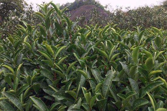 馬頭巖肉桂是大紅袍嗎，大紅袍肉桂屬于什么茶？