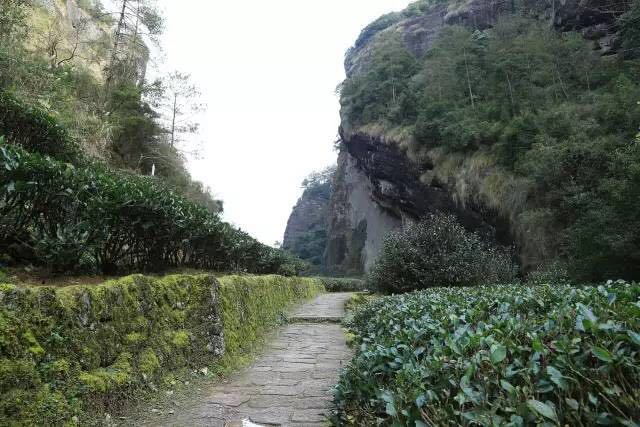 武夷山為什么盛產茶葉，武夷山茶為什么好喝？
