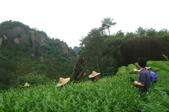肉桂茶和大紅袍哪個貴，武夷山肉桂與大紅袍的價格比較