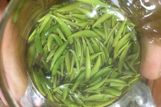 雀舌有一股青草味，雀舌為什么有青草味？