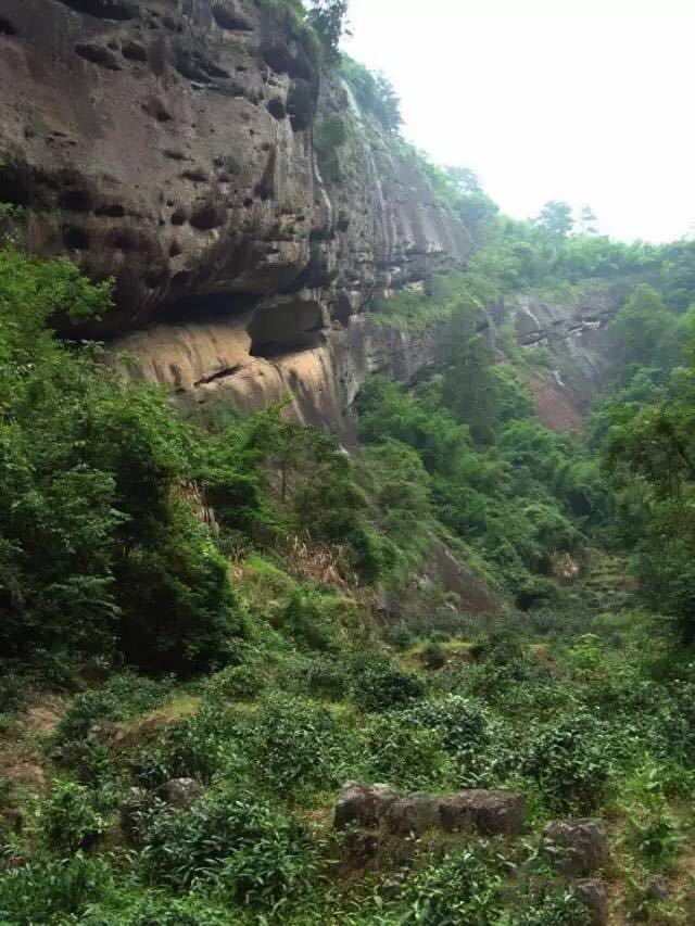 武夷山為什么盛產茶葉，武夷山茶為什么好喝？