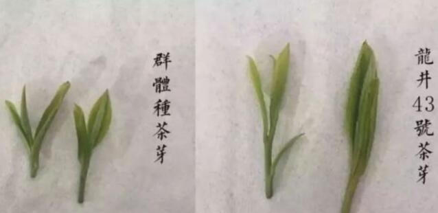 43號(hào)龍井屬于好茶嗎，龍井茶43號(hào)是什么意思？