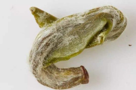 羊巖勾青是綠茶嗎，羊巖勾青茶屬于什么茶？